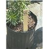 Image 2 : 50 - Podocarpus   3 Gal - 50 X $
