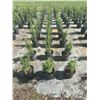 Image 3 : 50 - Podocarpus   3 Gal - 50 X $