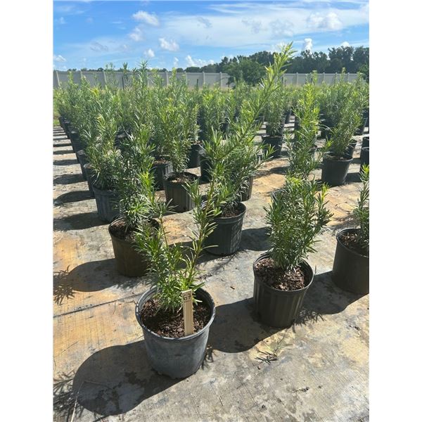 50 - Podocarpus   3 Gal - 50 X $