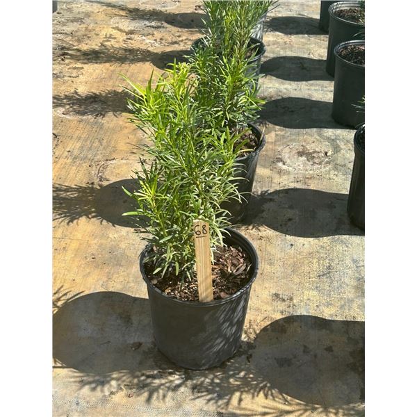 50 - Podocarpus   3 Gal - 50 X $