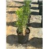 Image 1 : 50 - Podocarpus   3 Gal - 50 X $