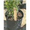 Image 2 : 50 - Podocarpus   3 Gal - 50 X $