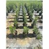 Image 3 : 50 - Podocarpus   3 Gal - 50 X $