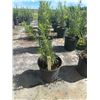 Image 1 : 50 - Podocarpus   3 Gal - 50 X $