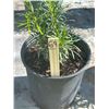 Image 2 : 50 - Podocarpus   3 Gal - 50 X $