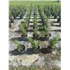 Image 3 : 50 - Podocarpus   3 Gal - 50 X $