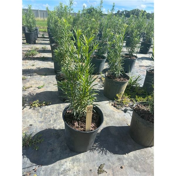 50 - Podocarpus   3 Gal - 50 X $