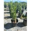 Image 1 : 50 - Podocarpus   3 Gal - 50 X $