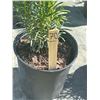 Image 2 : 50 - Podocarpus   3 Gal - 50 X $