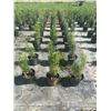 Image 3 : 50 - Podocarpus   3 Gal - 50 X $