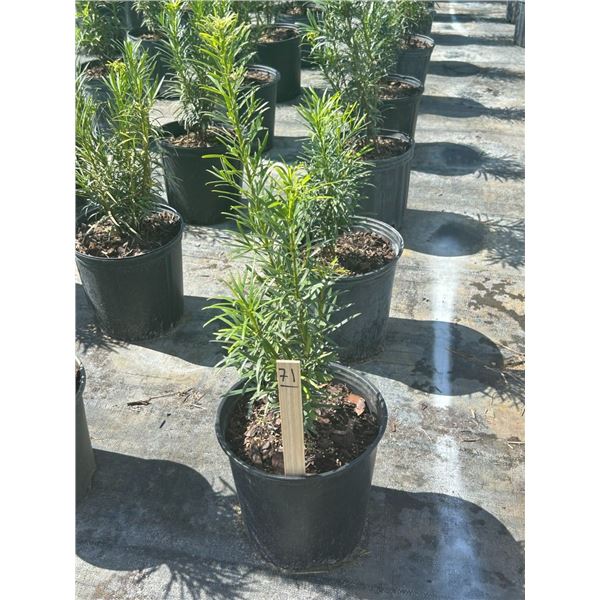 50 - Podocarpus   3 Gal - 50 X $