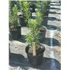 Image 1 : 50 - Podocarpus   3 Gal - 50 X $