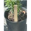 Image 2 : 50 - Podocarpus   3 Gal - 50 X $