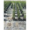 Image 3 : 50 - Podocarpus   3 Gal - 50 X $