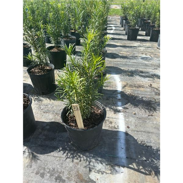 50 - Podocarpus   3 Gal - 50 X $