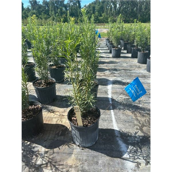 50 - Podocarpus   3 Gal - 50 X $