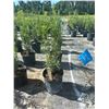 Image 1 : 50 - Podocarpus   3 Gal - 50 X $