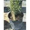 Image 2 : 50 - Podocarpus   3 Gal - 50 X $