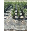 Image 3 : 50 - Podocarpus   3 Gal - 50 X $