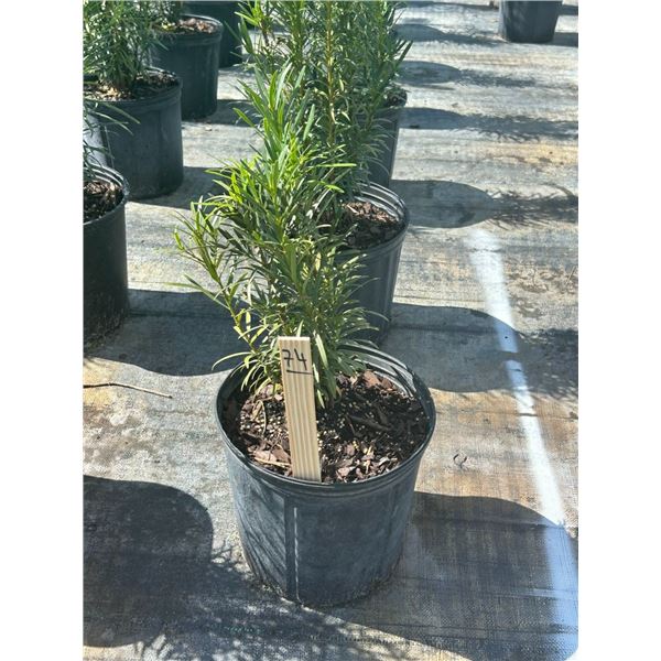 50 - Podocarpus   3 Gal - 50 X $