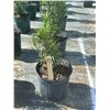 Image 1 : 50 - Podocarpus   3 Gal - 50 X $