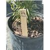 Image 2 : 50 - Podocarpus   3 Gal - 50 X $