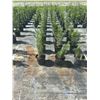 Image 3 : 50 - Podocarpus   3 Gal - 50 X $