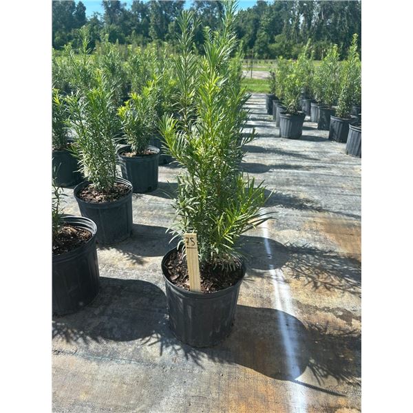 50 - Podocarpus   3 Gal - 50 X $