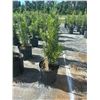 Image 1 : 50 - Podocarpus   3 Gal - 50 X $