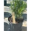 Image 2 : 50 - Podocarpus   3 Gal - 50 X $