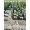 Image 3 : 50 - Podocarpus   3 Gal - 50 X $