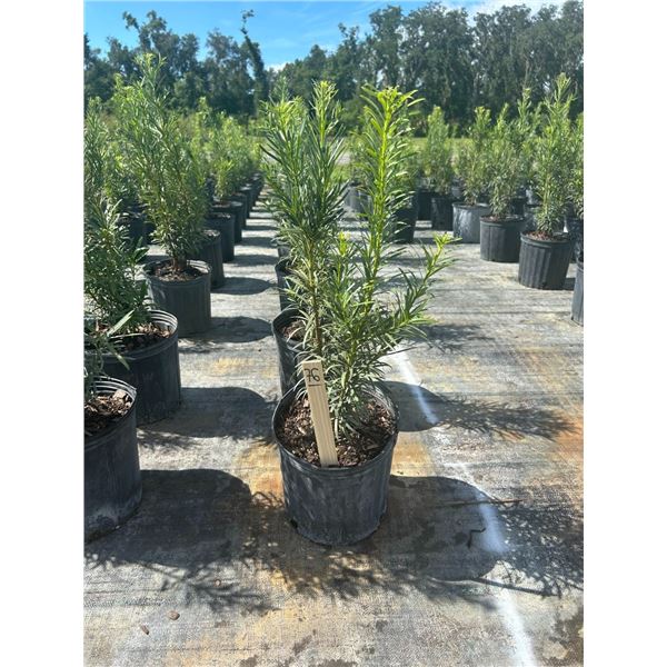 50 - Podocarpus   3 Gal - 50 X $