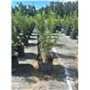 Image 1 : 50 - Podocarpus   3 Gal - 50 X $