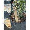 Image 2 : 50 - Podocarpus   3 Gal - 50 X $