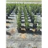 Image 3 : 50 - Podocarpus   3 Gal - 50 X $