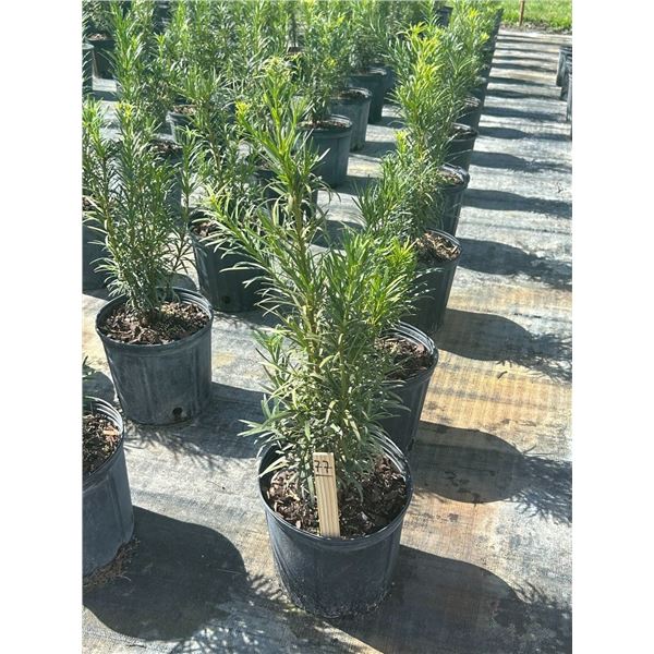 50 - Podocarpus   3 Gal - 50 X $