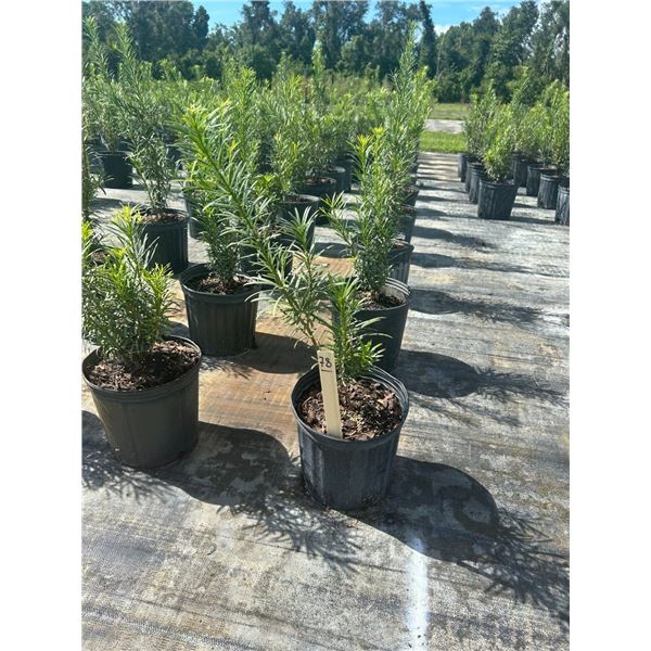 50 - Podocarpus   3 Gal - 50 X $