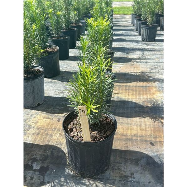 50 - Podocarpus   3 Gal - 50 X $