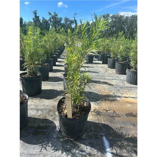 50 - Podocarpus   3 Gal - 50 X $