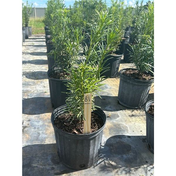 50 - Podocarpus   3 Gal - 50 X $
