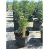 Image 1 : 50 - Podocarpus   3 Gal - 50 X $