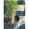 Image 2 : 50 - Podocarpus   3 Gal - 50 X $