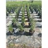 Image 3 : 50 - Podocarpus   3 Gal - 50 X $