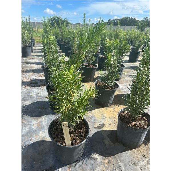 50 - Podocarpus   3 Gal - 50 X $