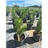 Image 1 : 50 - Podocarpus   3 Gal - 50 X $