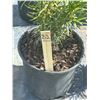 Image 2 : 50 - Podocarpus   3 Gal - 50 X $