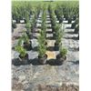 Image 3 : 50 - Podocarpus   3 Gal - 50 X $