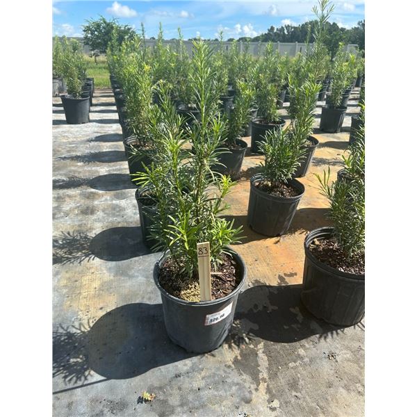 50 - Podocarpus   3 Gal - 50 X $