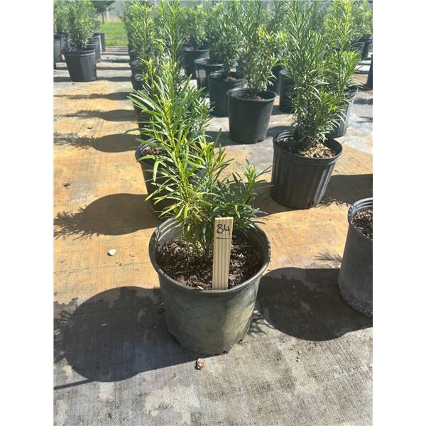 50 - Podocarpus   3 Gal - 50 X $