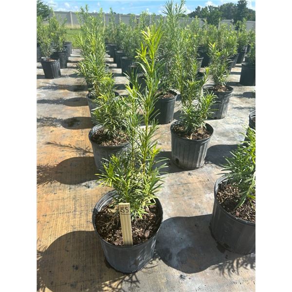 50 - Podocarpus   3 Gal - 50 X $